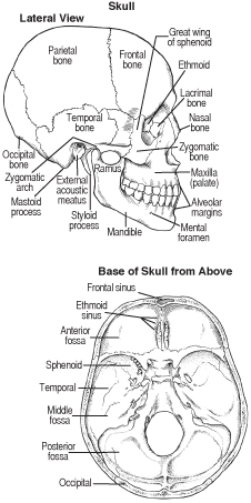 base skull